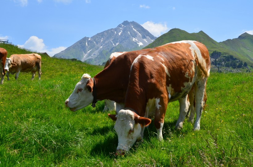 草地上的奶牛图片(16张)