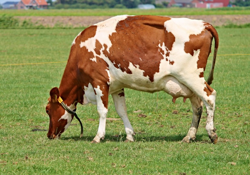 草地上的奶牛图片(16张)