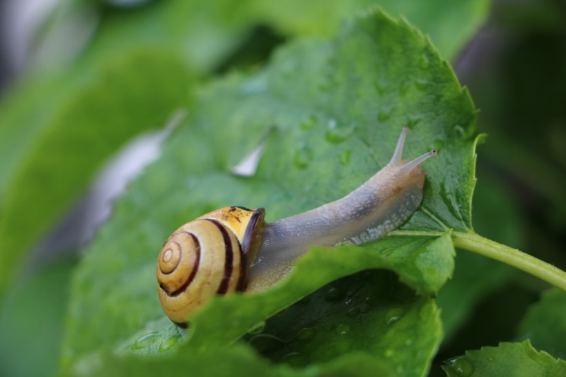 绿色植物上的蜗牛图片(10张)