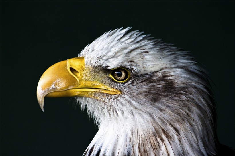 目光锐利的老鹰头部特写图片 (14张)