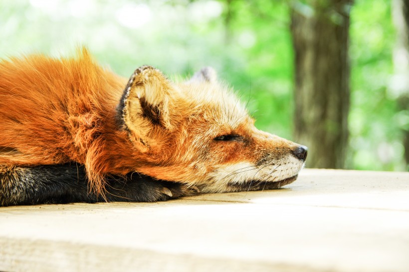 可爱灵气的狐狸图片(13张)