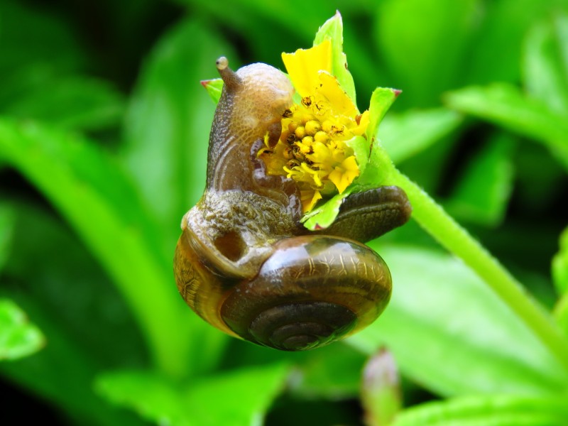 绿色植物上的蜗牛图片(10张)