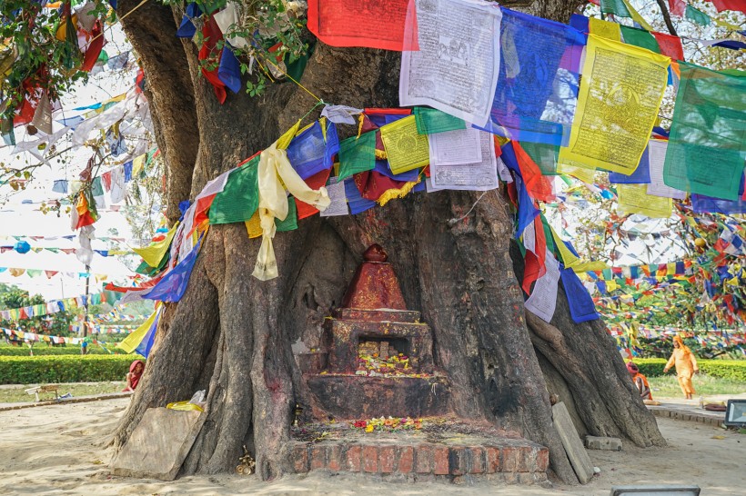 尼泊尔蓝毗尼释迦摩尼诞生地菩提树风景图片(11张)