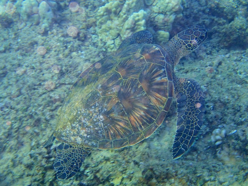 海洋里的海龟图片(13张)