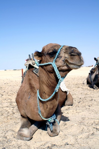 骆驼头部图片(12张)