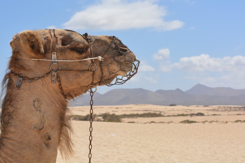 骆驼头部图片(12张)