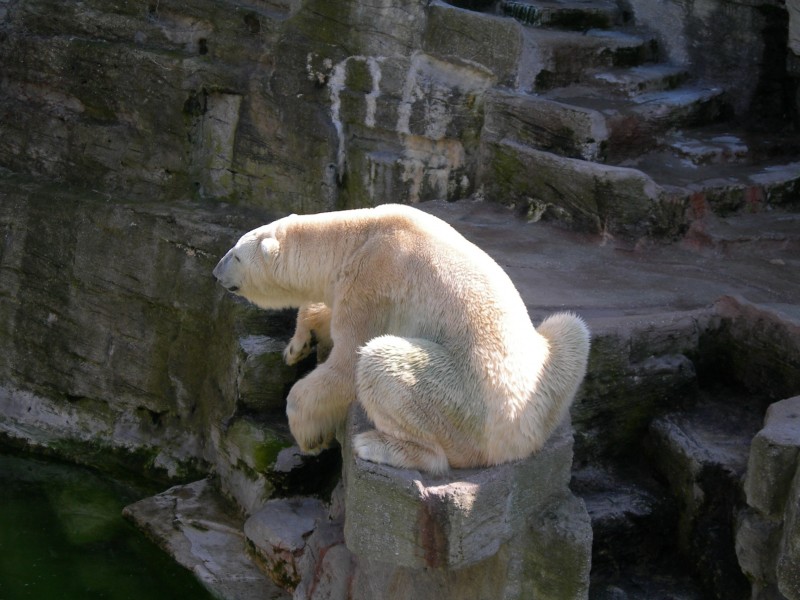 憨态可掬的北极熊图片(15张)