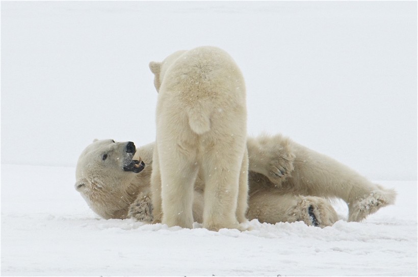 憨态可掬的北极熊图片(15张)