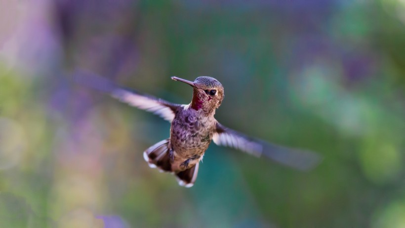 体态轻盈的蜂鸟图片(11张)