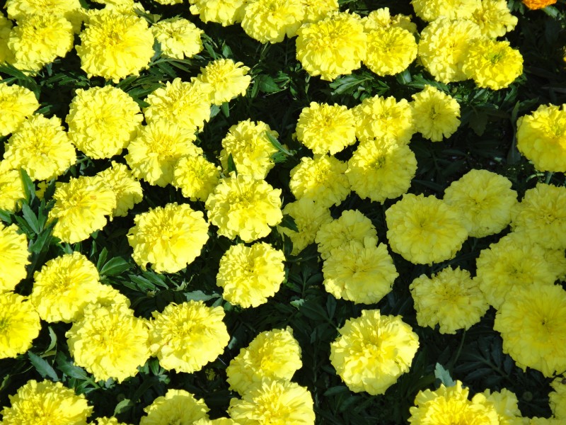 黄色的万寿菊图片(16张)