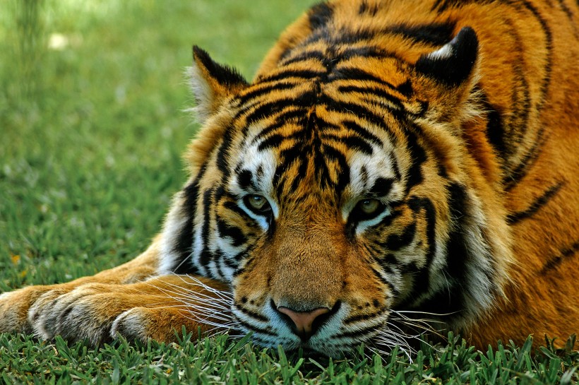 动物园里的老虎图片(16张)