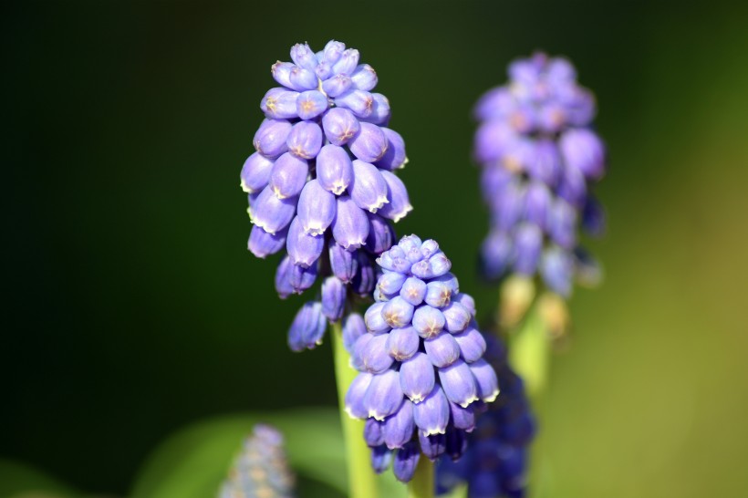 紫蓝色的葡萄风信子图片(9张)