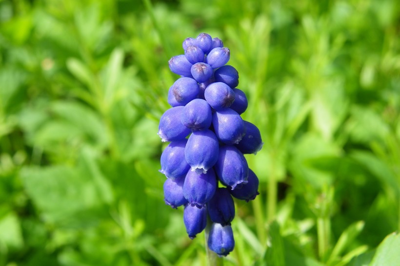 紫蓝色的葡萄风信子图片(9张)