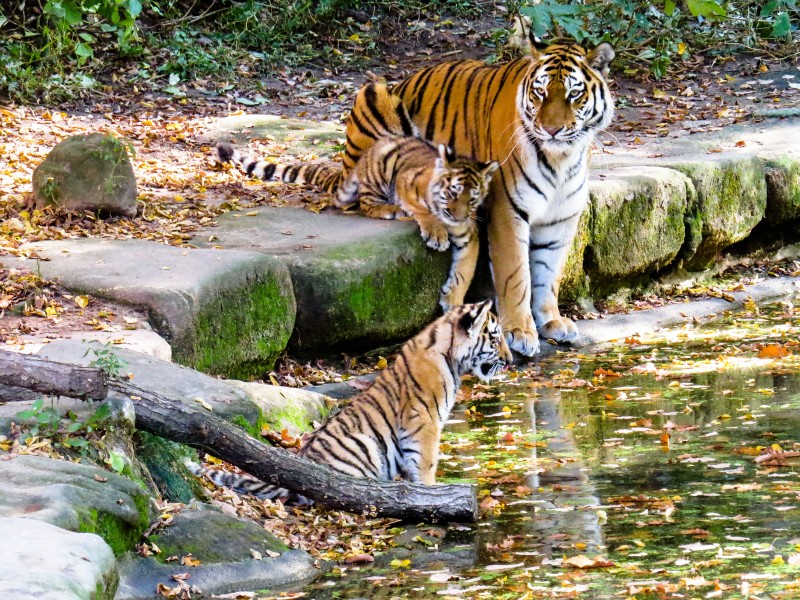 动物园里的老虎图片(16张)