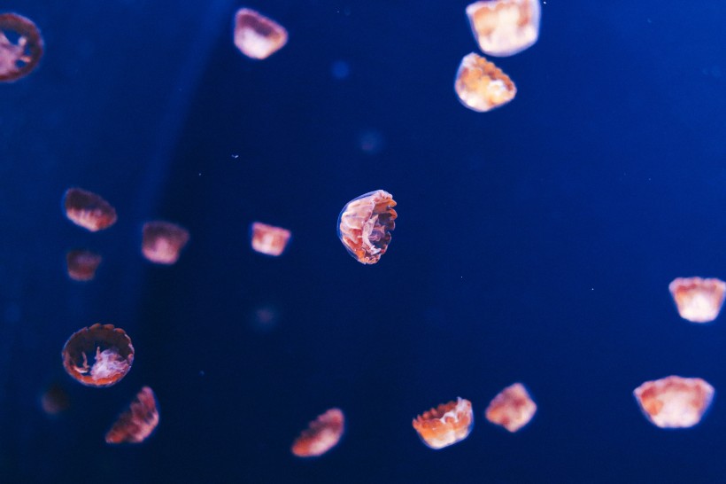 海洋中的水母图片(15张)