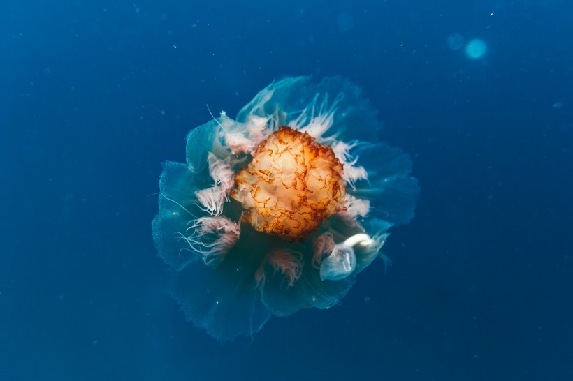 海洋中的水母图片(15张)