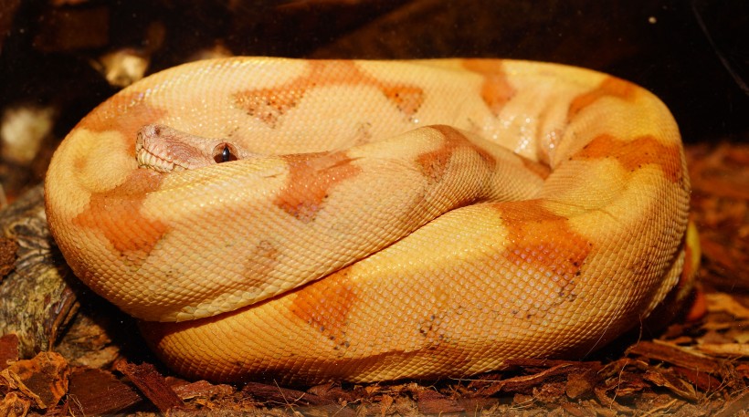 冰冷危险的毒蛇图片(16张)