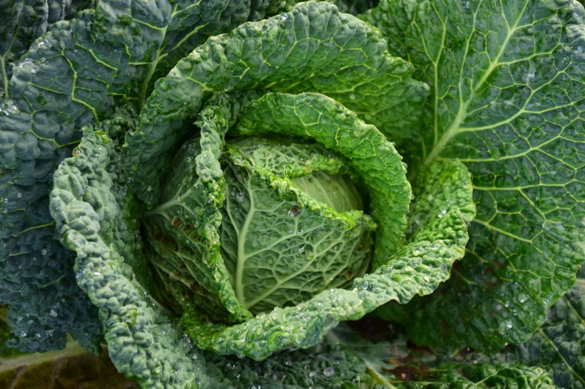 绿色健康的卷心菜图片(16张)