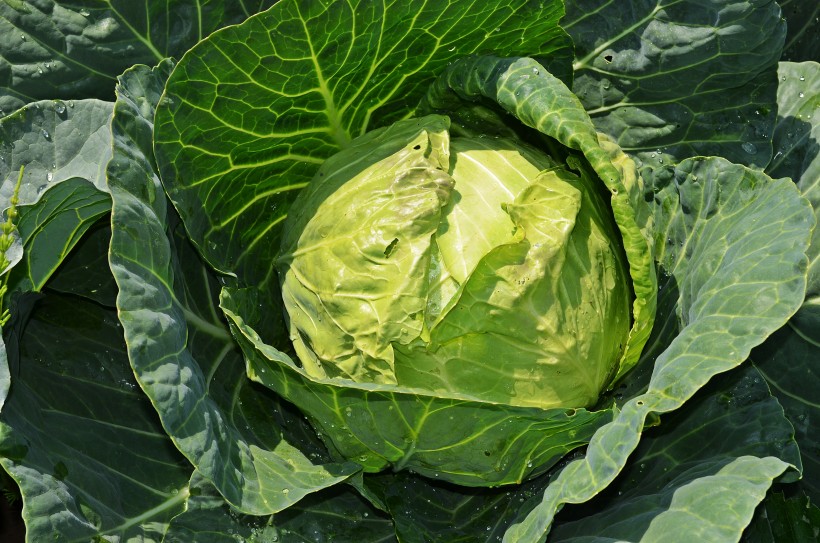 绿色健康的卷心菜图片(16张)