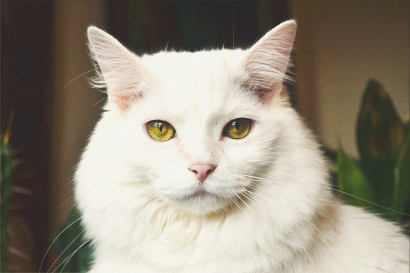 纯白的猫咪图片(13张)