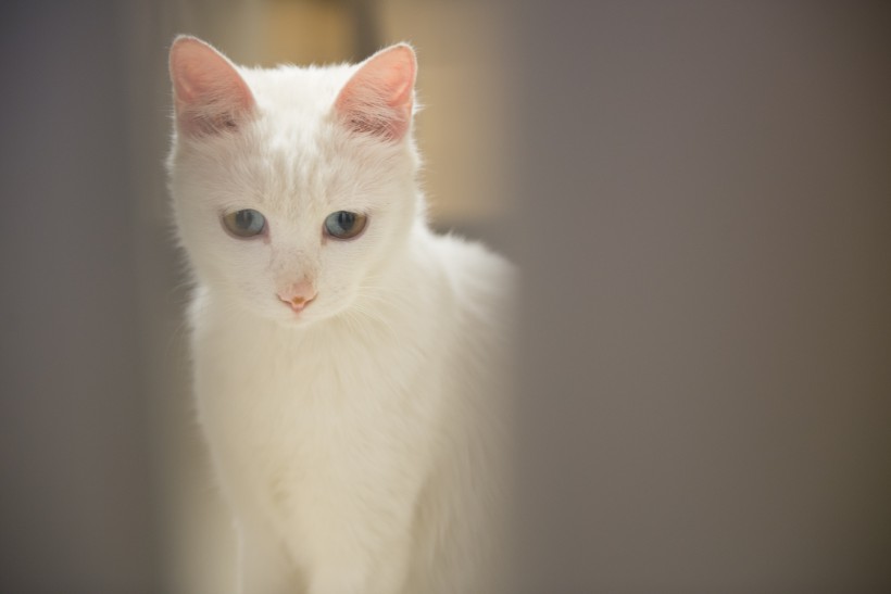 纯白的猫咪图片(13张)