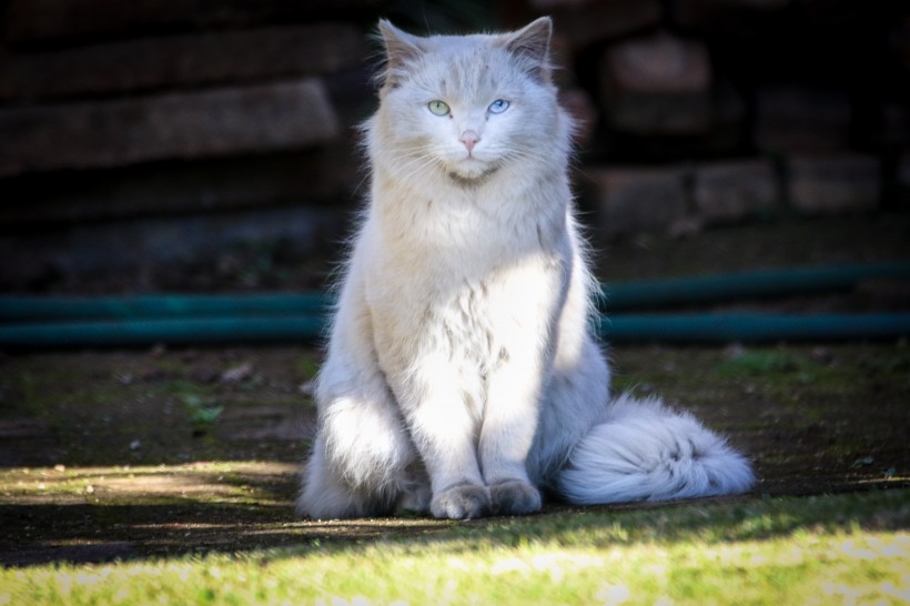 纯白的猫咪图片(13张)