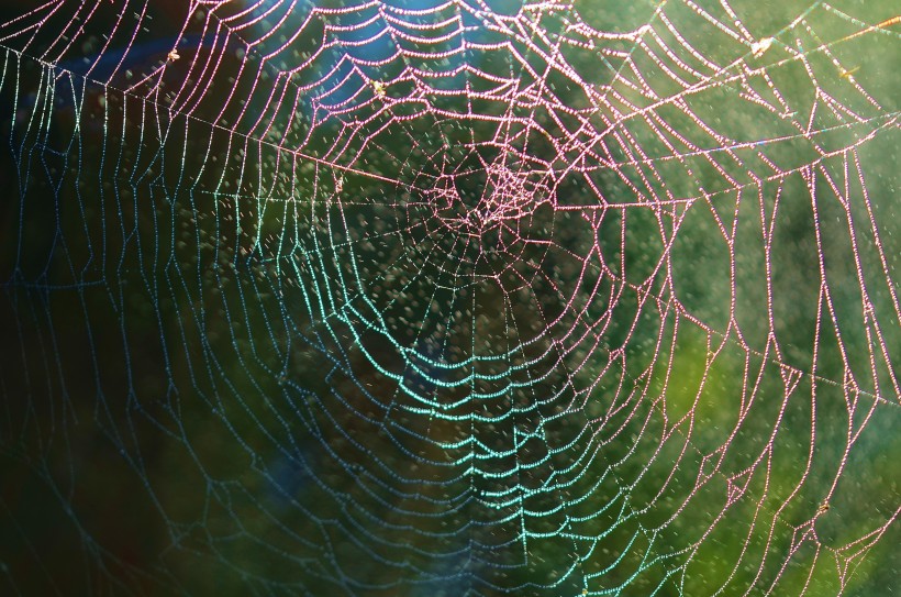 蜘蛛网高清图片(12张)