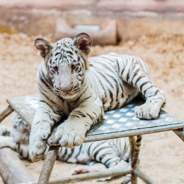 泰国动物园图片(11张)