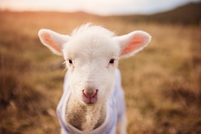 可爱的小绵羊图片(9张)