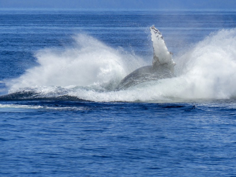 跃出水面的鲸图片(8张)
