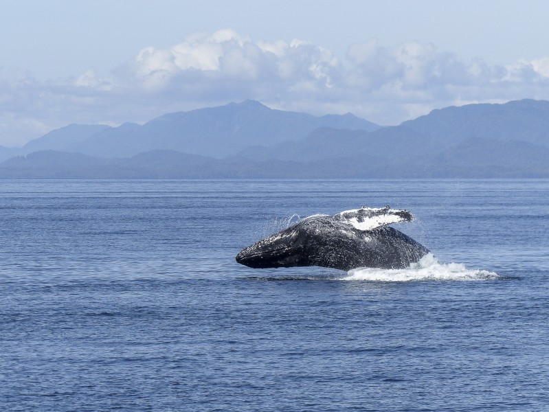 跃出水面的鲸图片(8张)