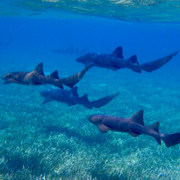 海洋中的鲨鱼图片(12张)
