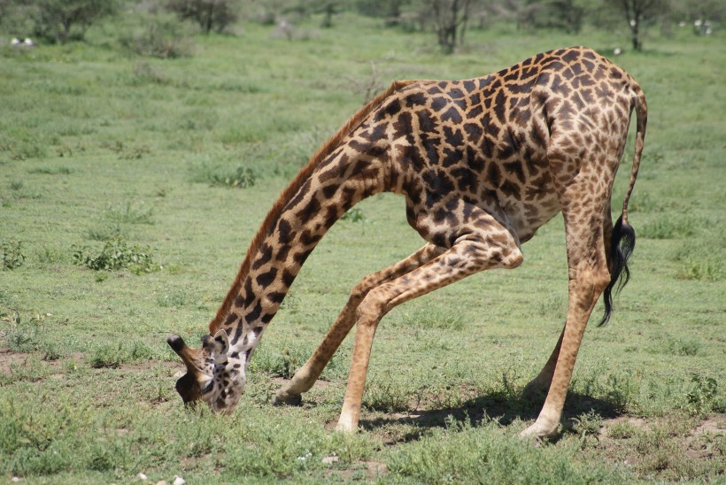 草原上野生的长颈鹿图片(16张)