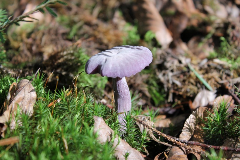 阴凉地上的一只蘑菇图片(15张)