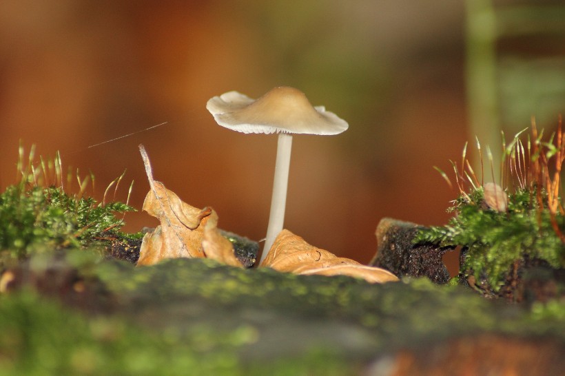 阴凉地上的一只蘑菇图片(15张)