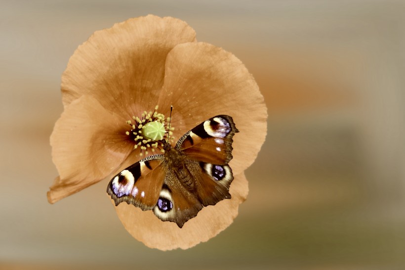 漂亮的孔雀蝴蝶图片(14张)