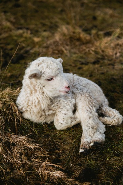 可爱的小绵羊图片(9张)