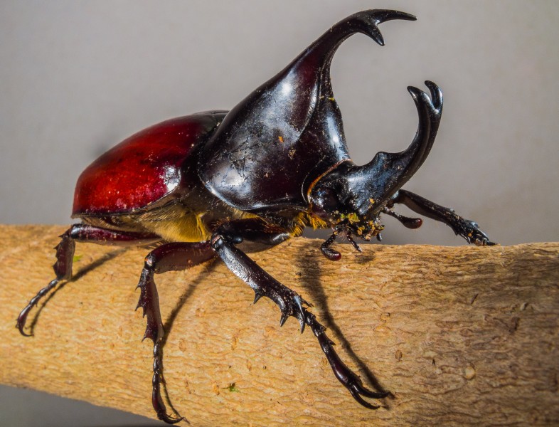 力量惊人的犀牛甲虫图片(10张)