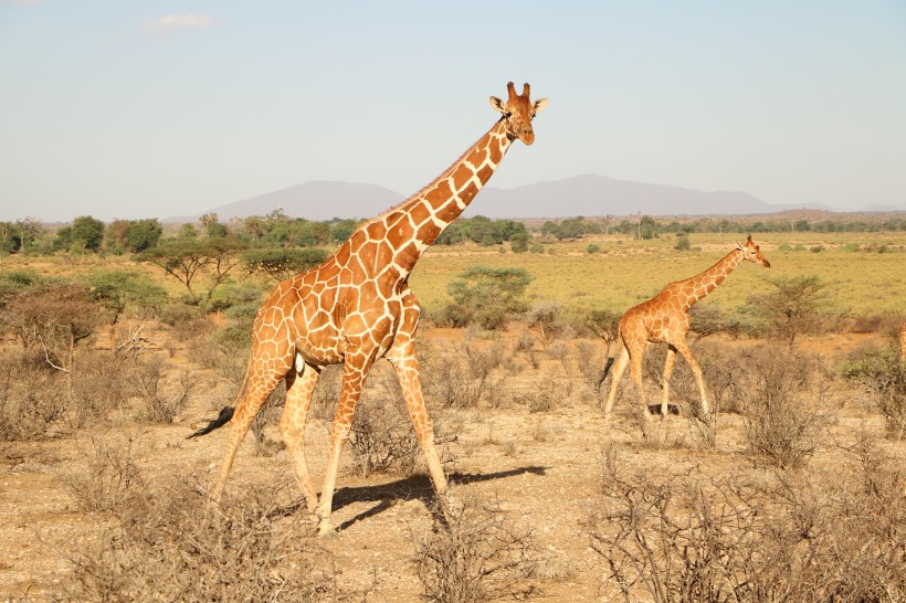 草原上野生的长颈鹿图片(16张)