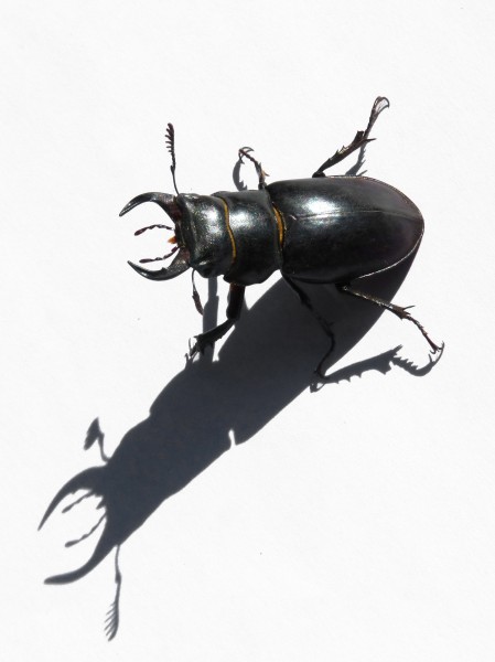 强壮的雄鹿甲虫图片(13张)