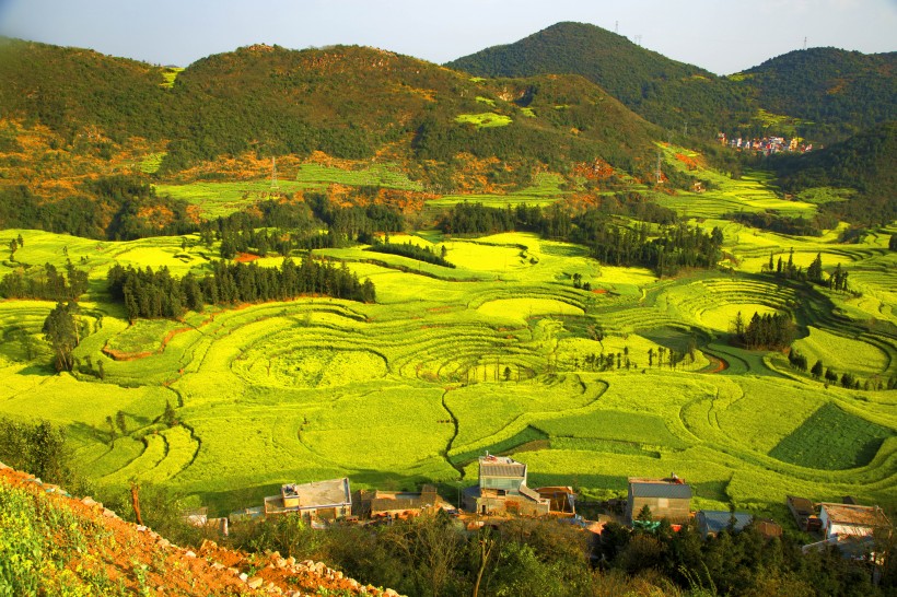 云南罗平油菜花海自然风景图片(12张)