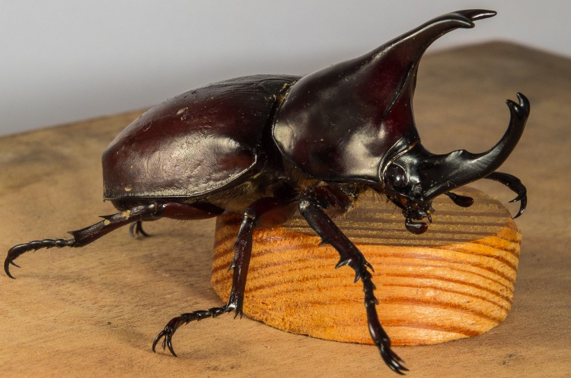 力量惊人的犀牛甲虫图片(10张)