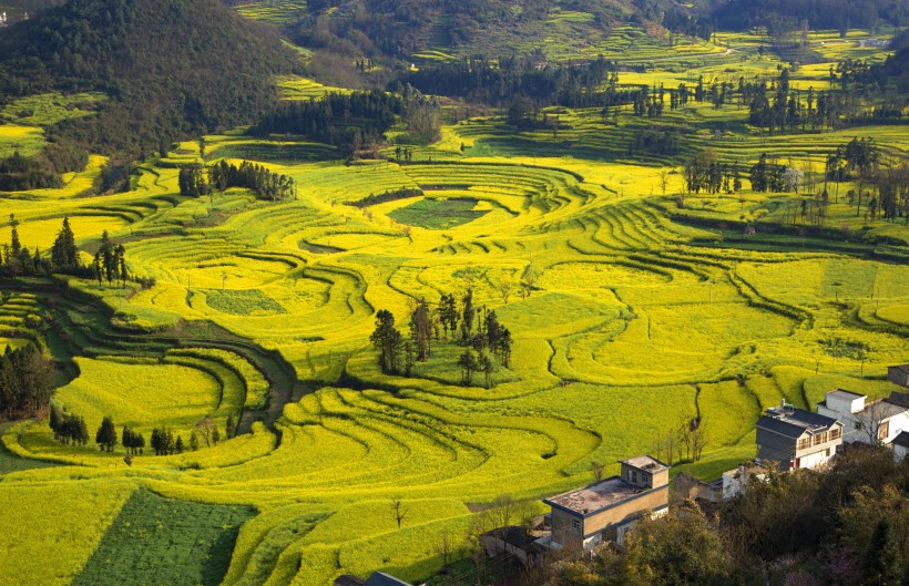 云南罗平油菜花海自然风景图片(12张)