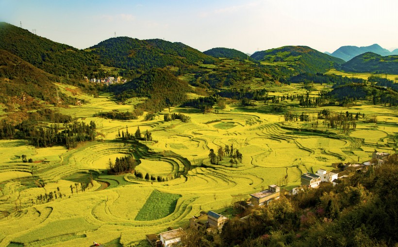 云南罗平油菜花海自然风景图片(12张)