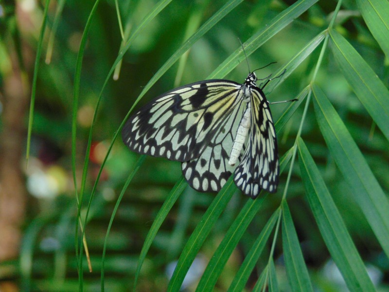 黑色斑点的蝴蝶图片(13张)