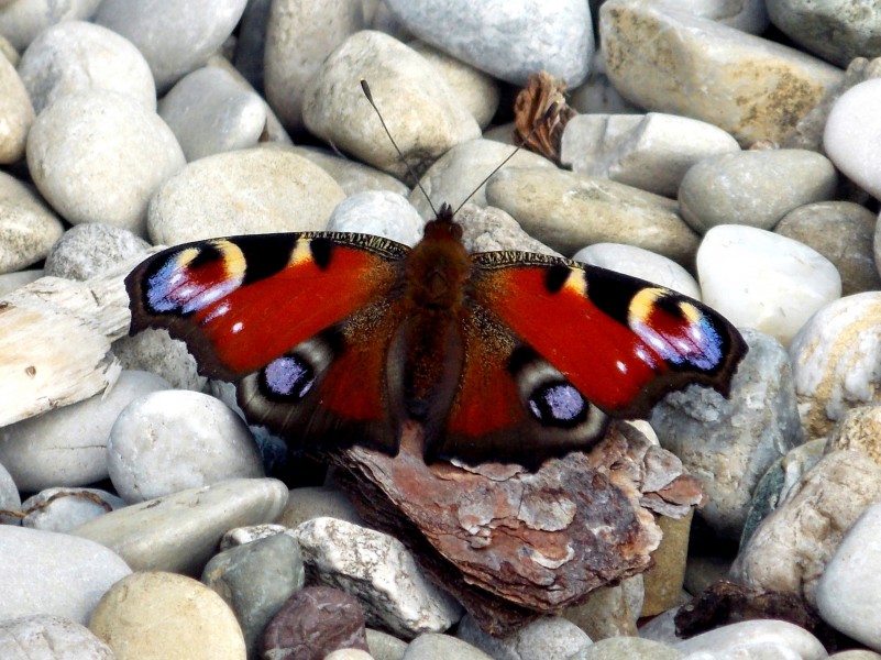 漂亮的孔雀蝴蝶图片(14张)
