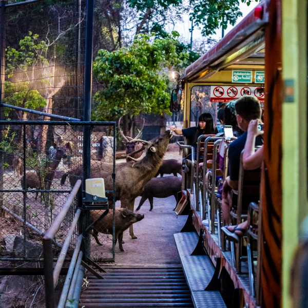 泰国动物园图片(11张)