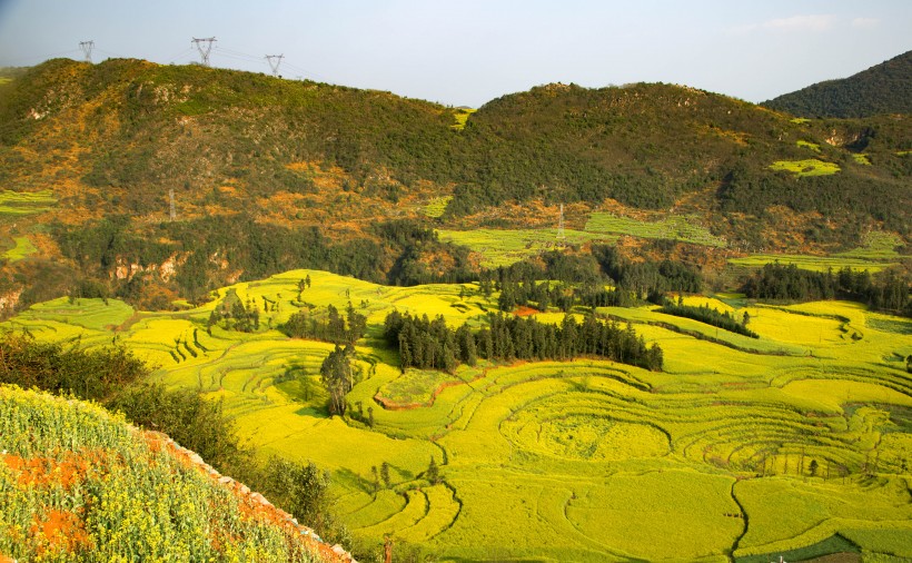 云南罗平油菜花海自然风景图片(12张)