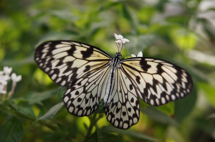 黑色斑点的蝴蝶图片(13张)