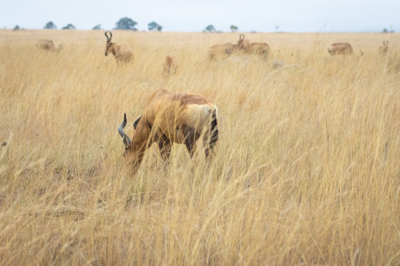非洲羚羊图片(12张)